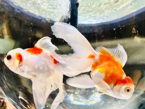 金魚のお葬式について｜金魚を手厚く供養する方法を紹介します。